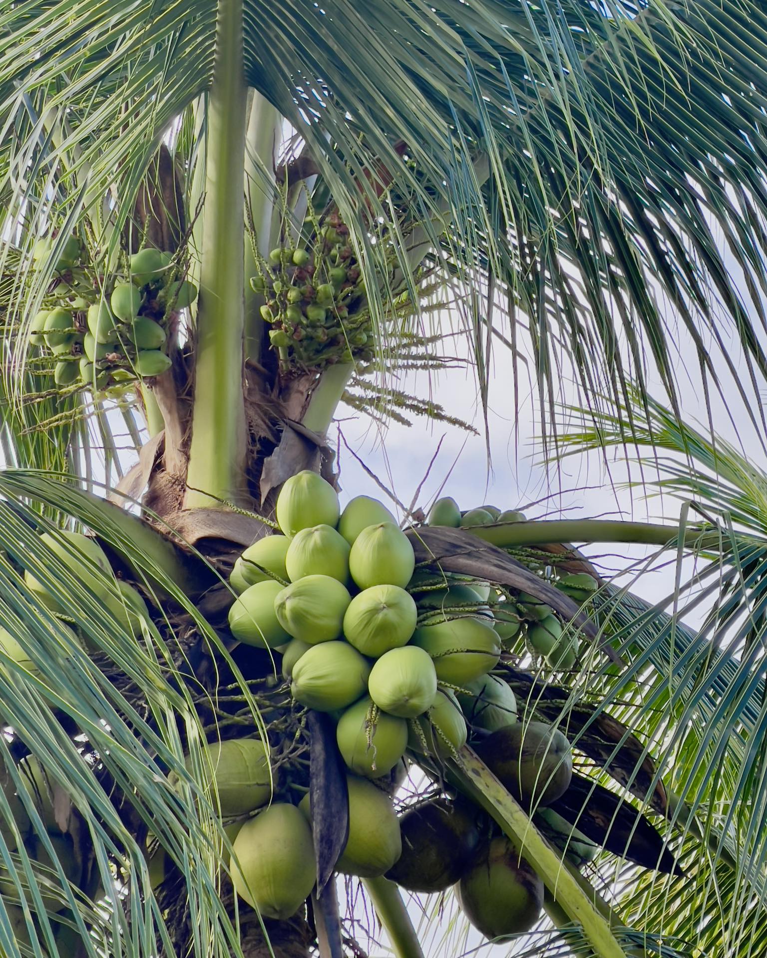 1. Kelapa