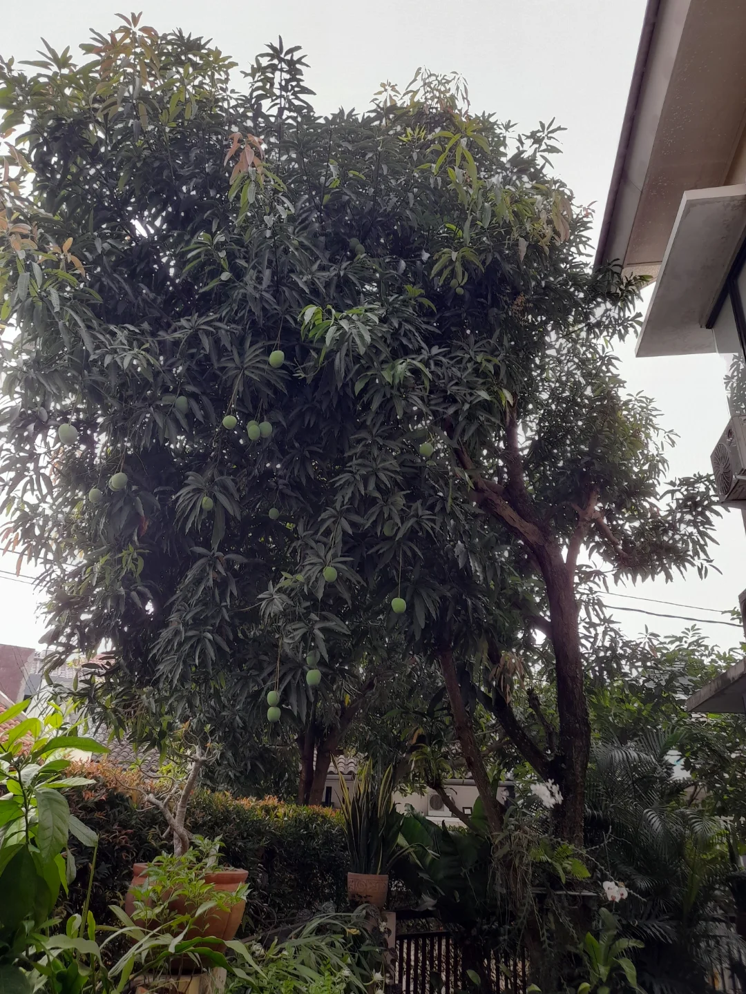 1. Mangga Gedong Gincu