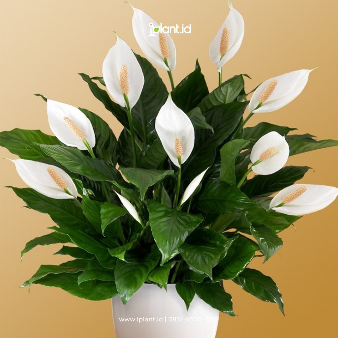 1. Peace Lily