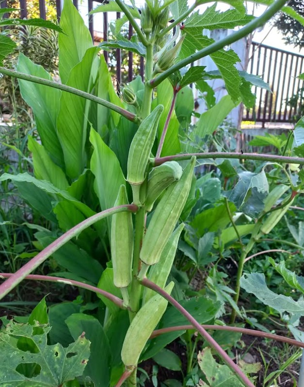 10. Okra