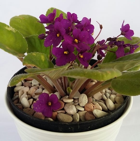 2. African Violet