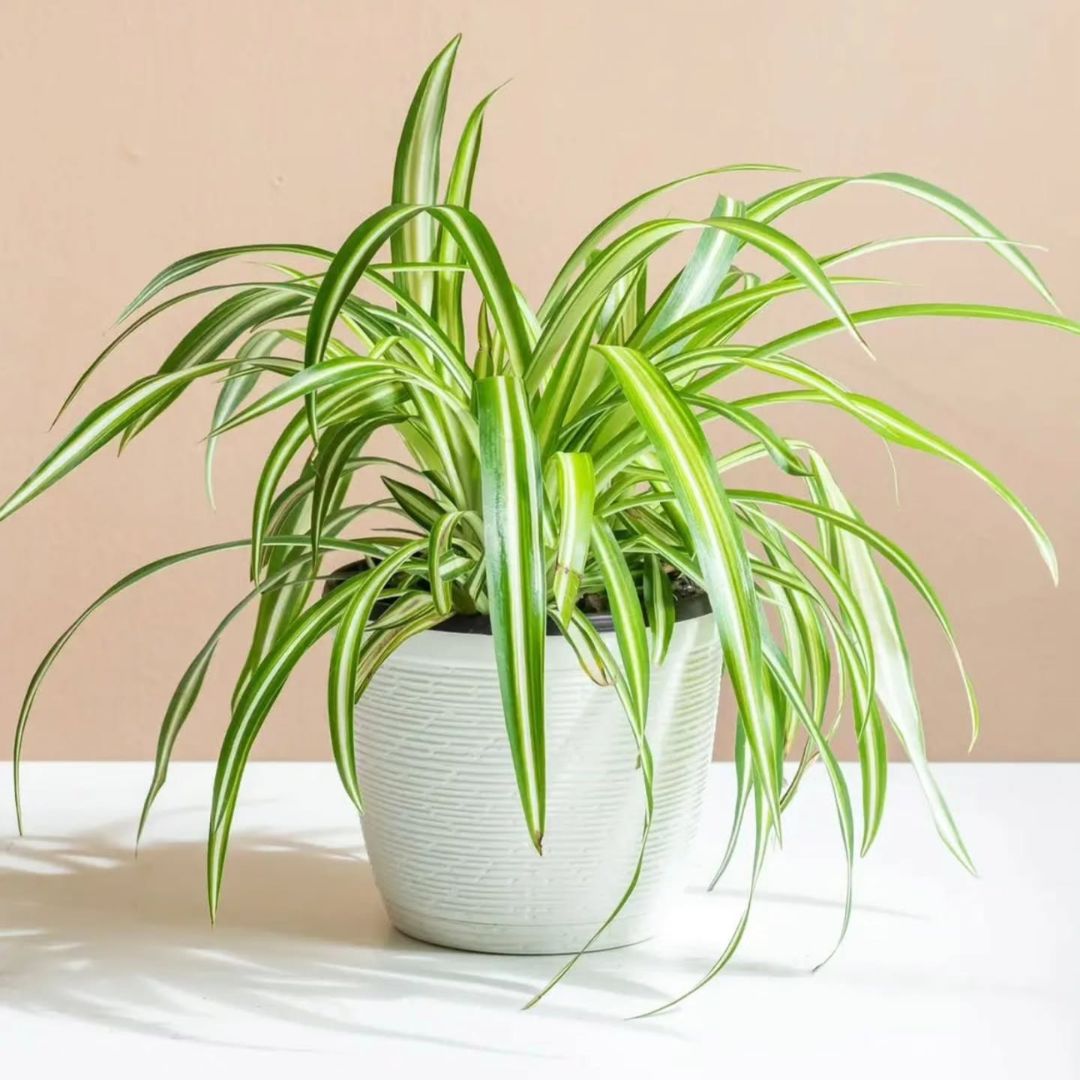 3. Spider Plant