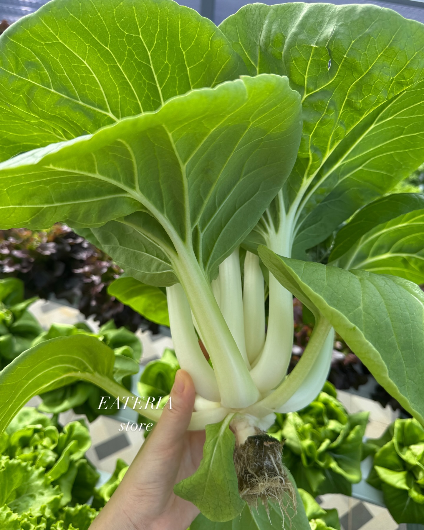 4. Pakcoy (Bok Choy)