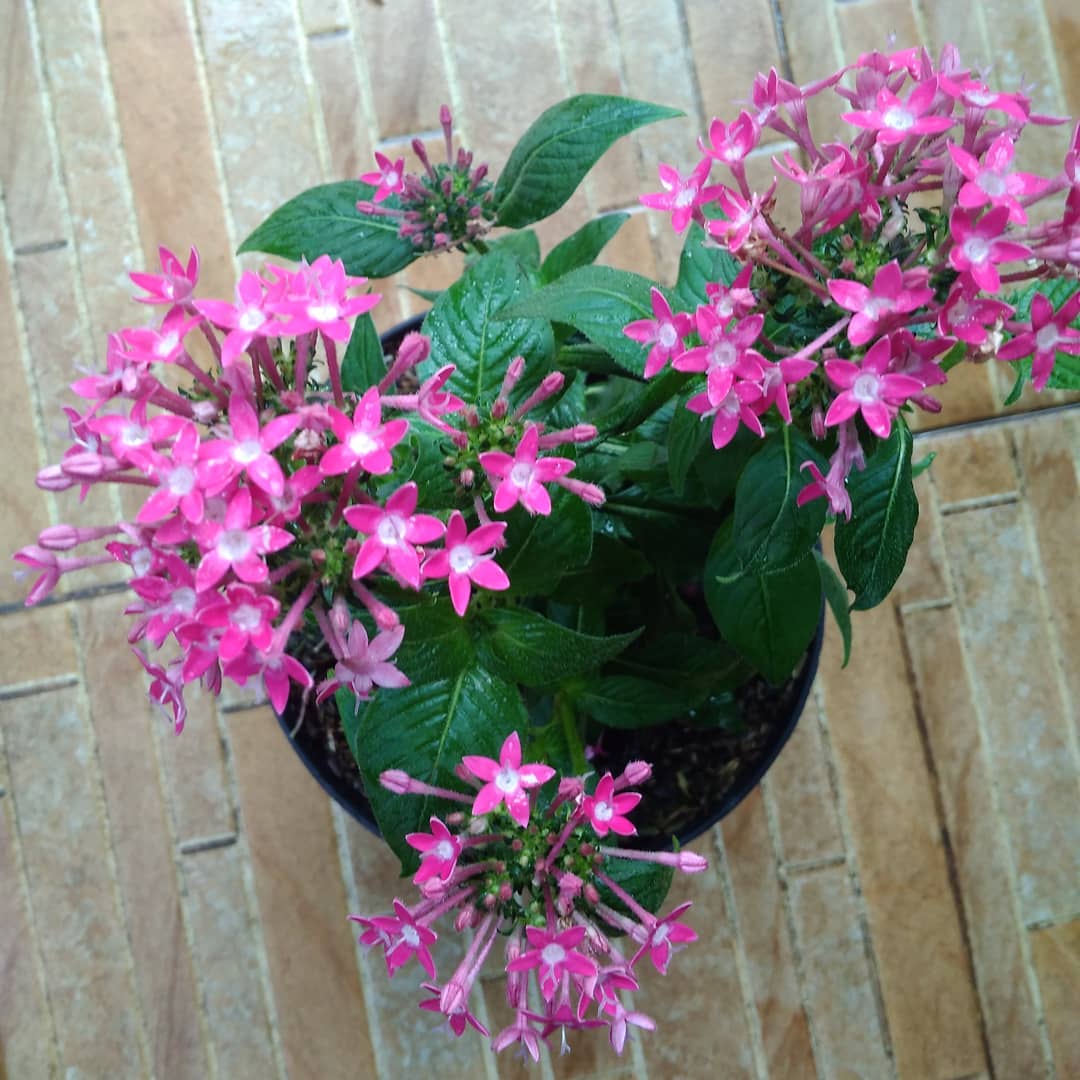 4. Pentas