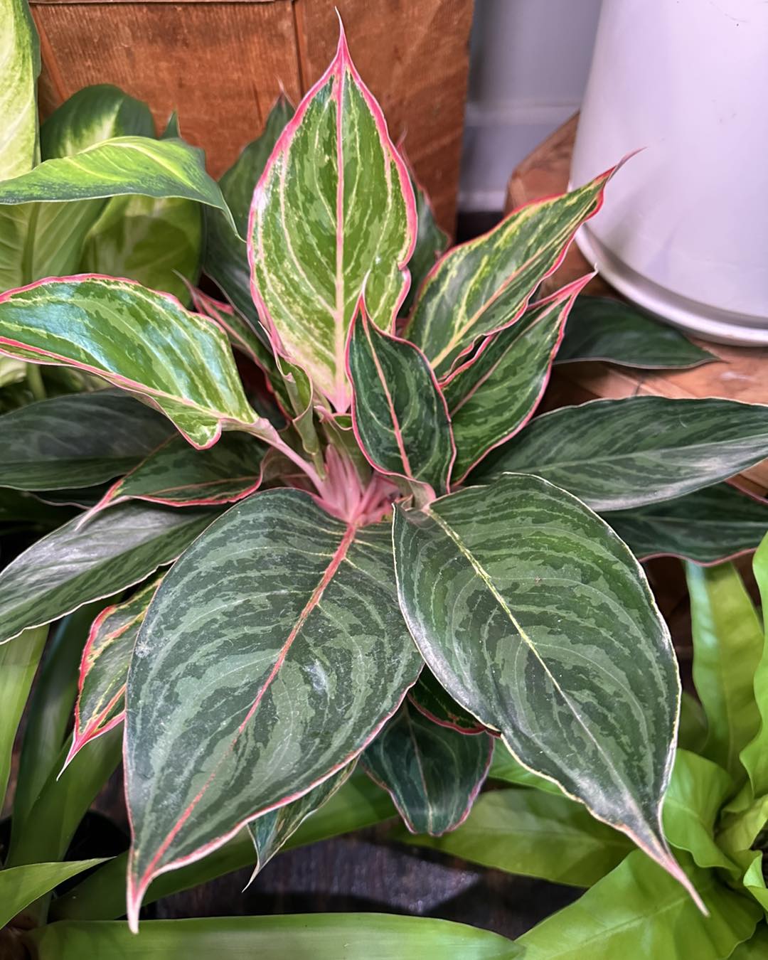 5. Aglaonema (Sri Rejeki)