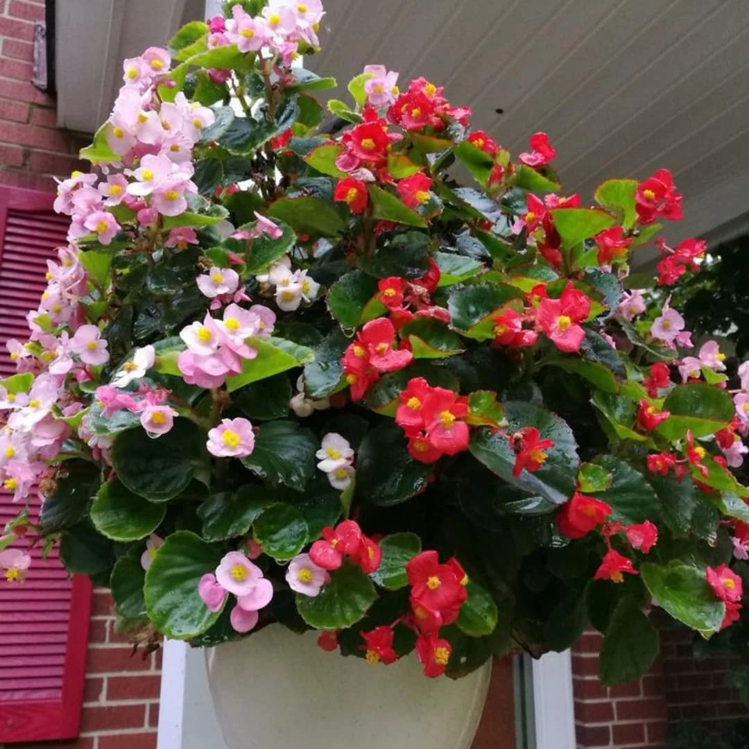 5. Begonia