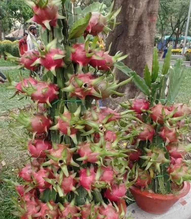 5. Buah Naga