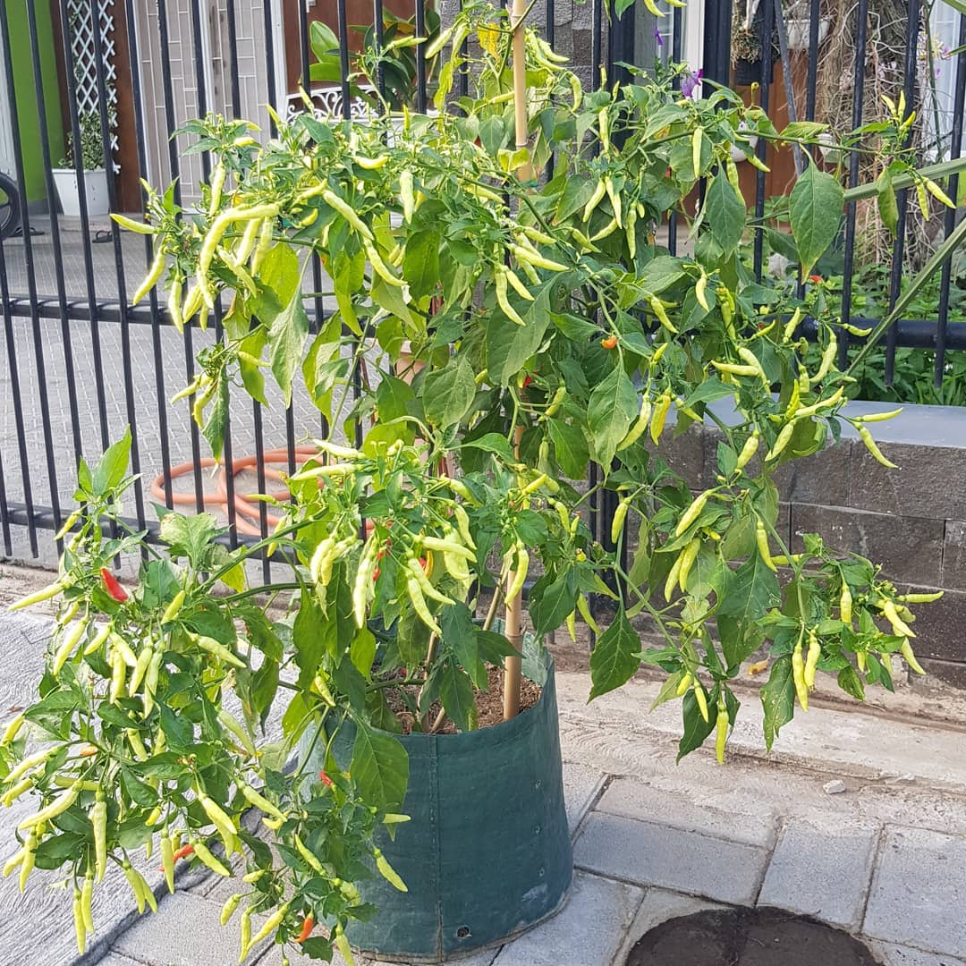 5. Cabai RawitKeriting