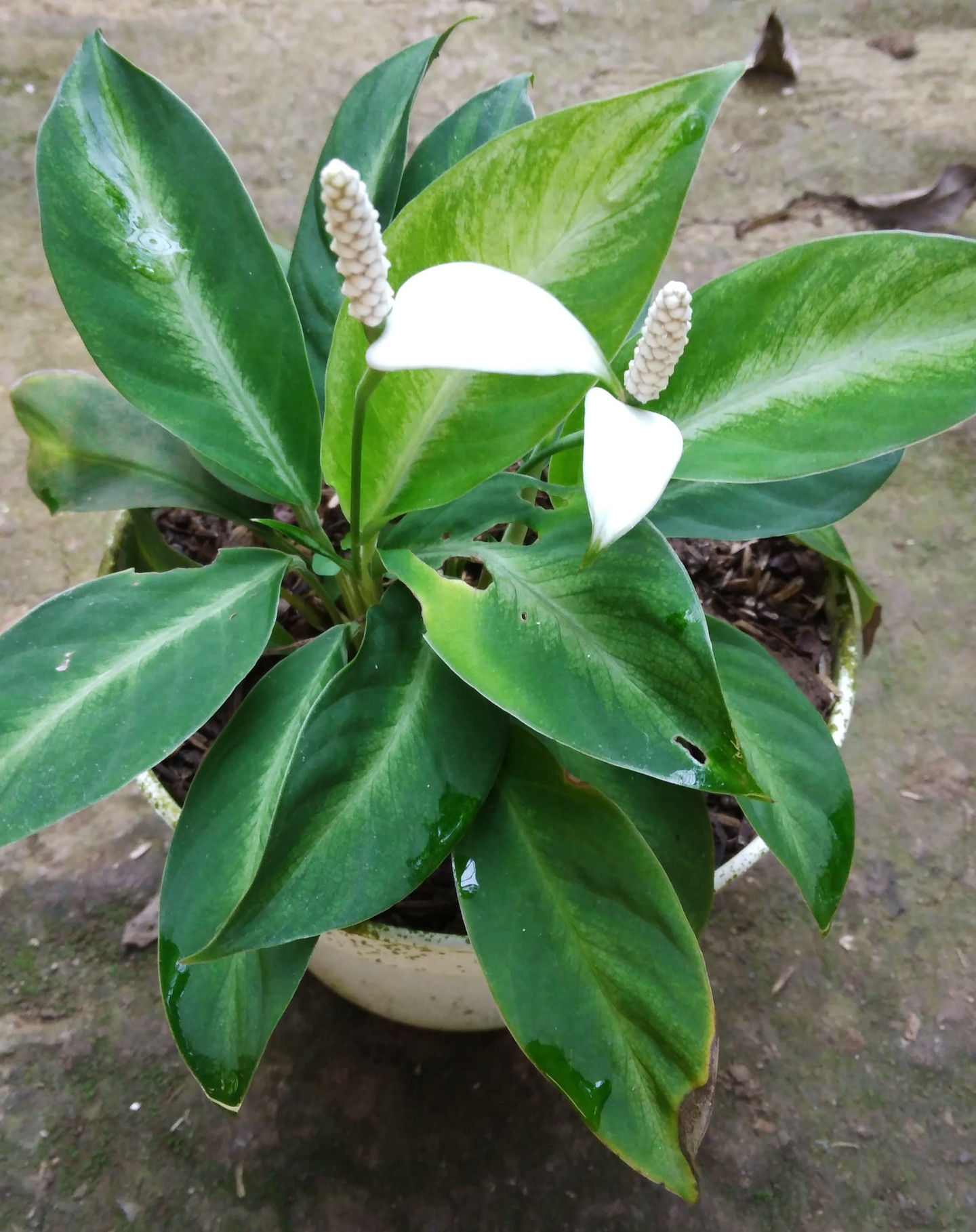 5. Lily Perdamaian (Peace Lily Spathiphyllum)