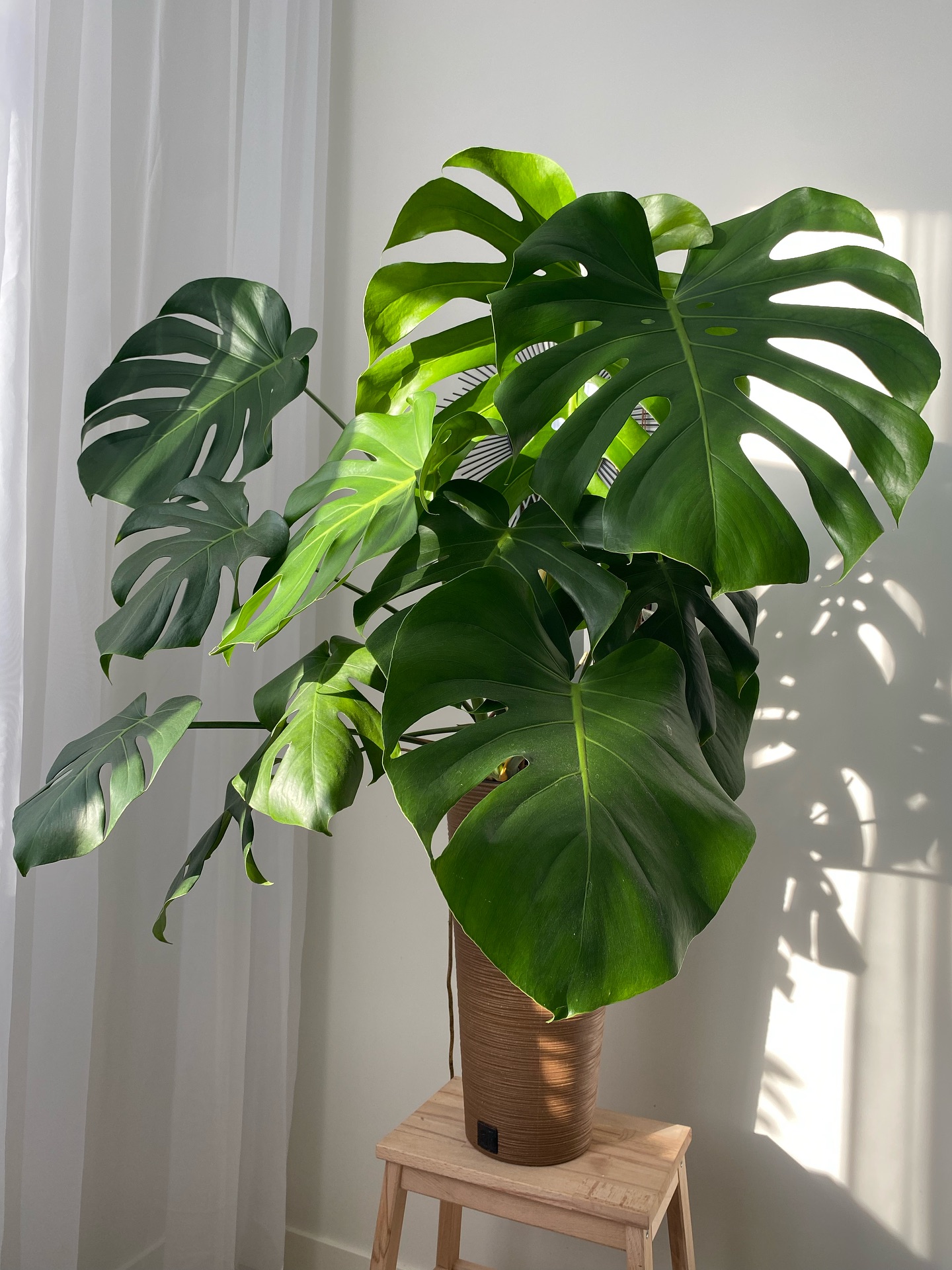 5. Monstera Deliciosa