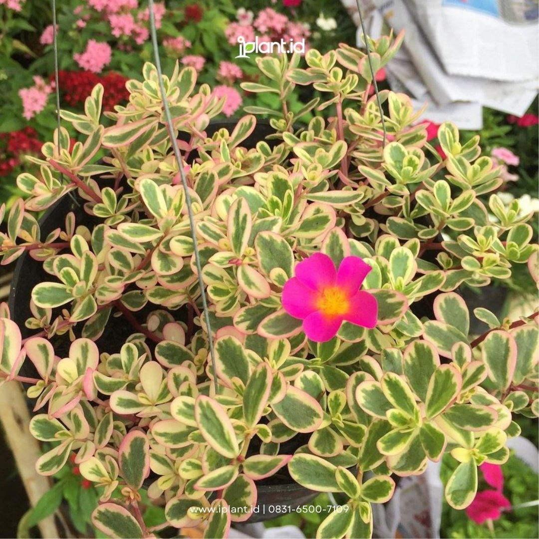 5. Portulaca