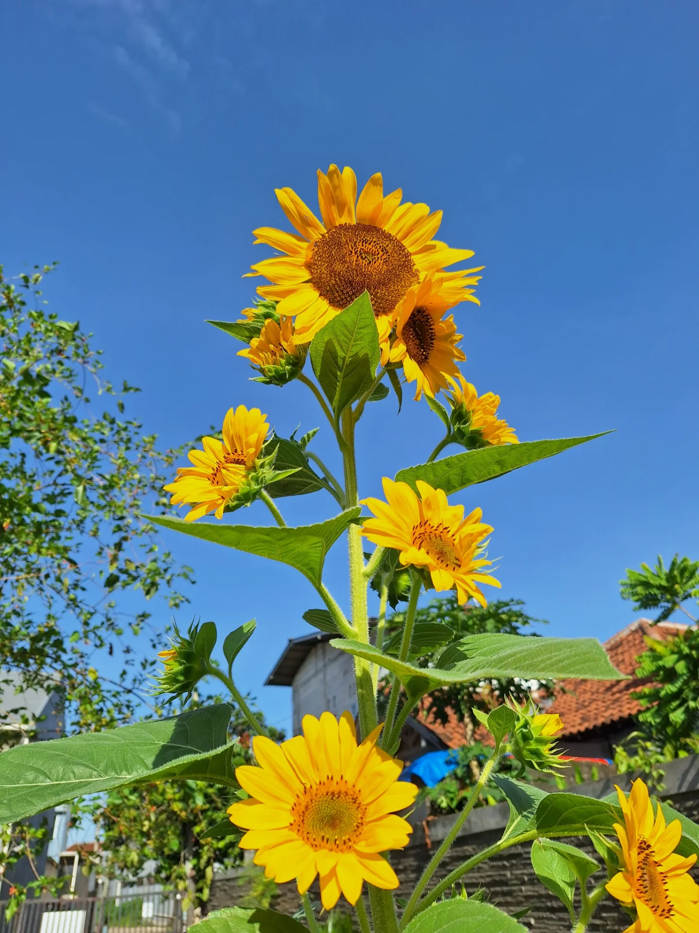 6. Bunga Matahari (Sunflower)