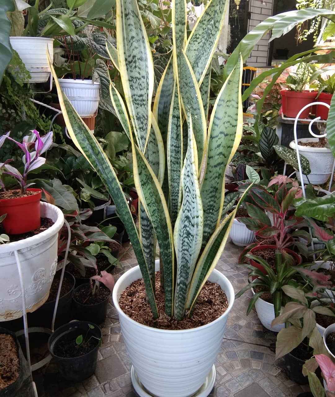 lidah mertua lidah mertua