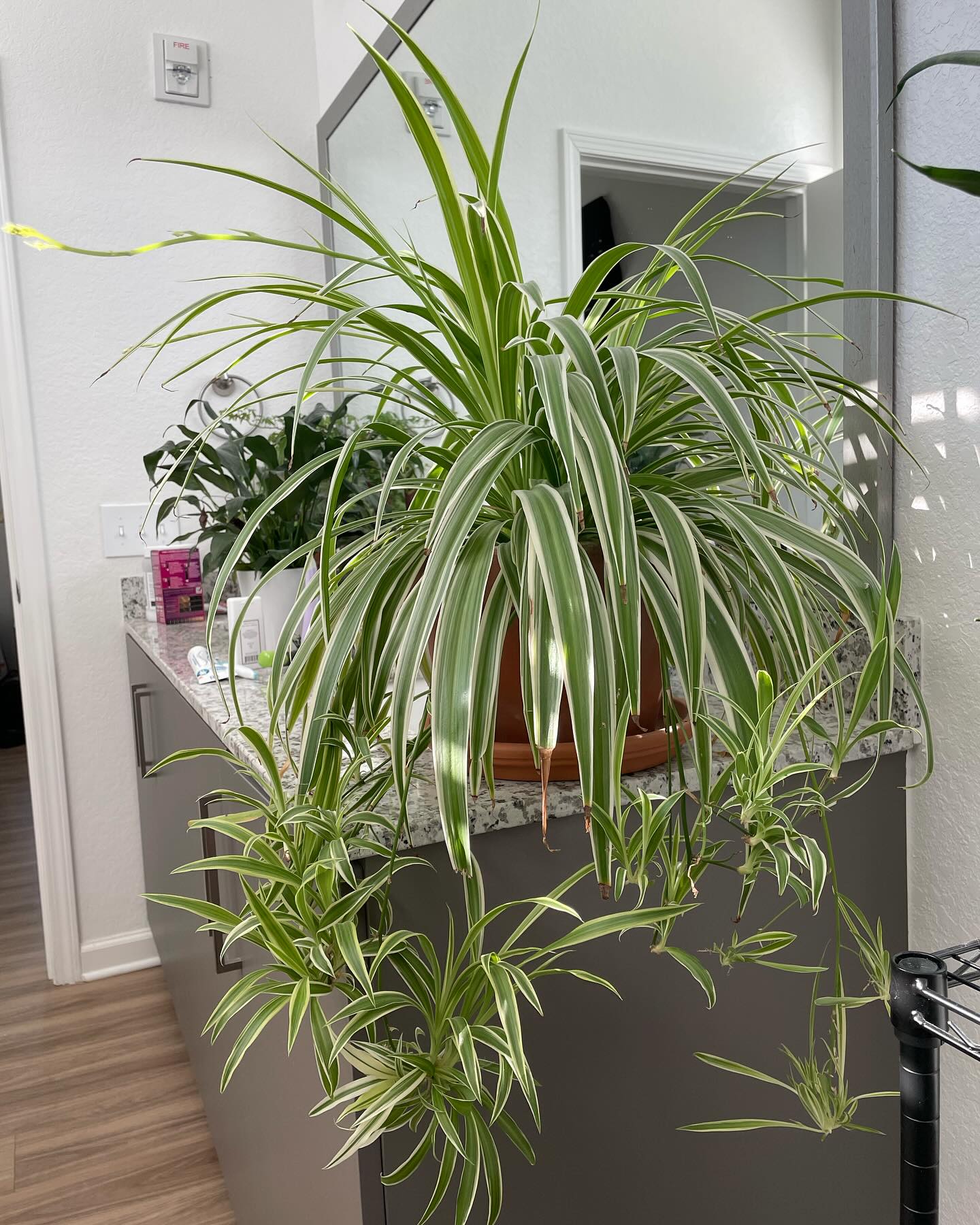 6. Spider Plant (Lili Paris)