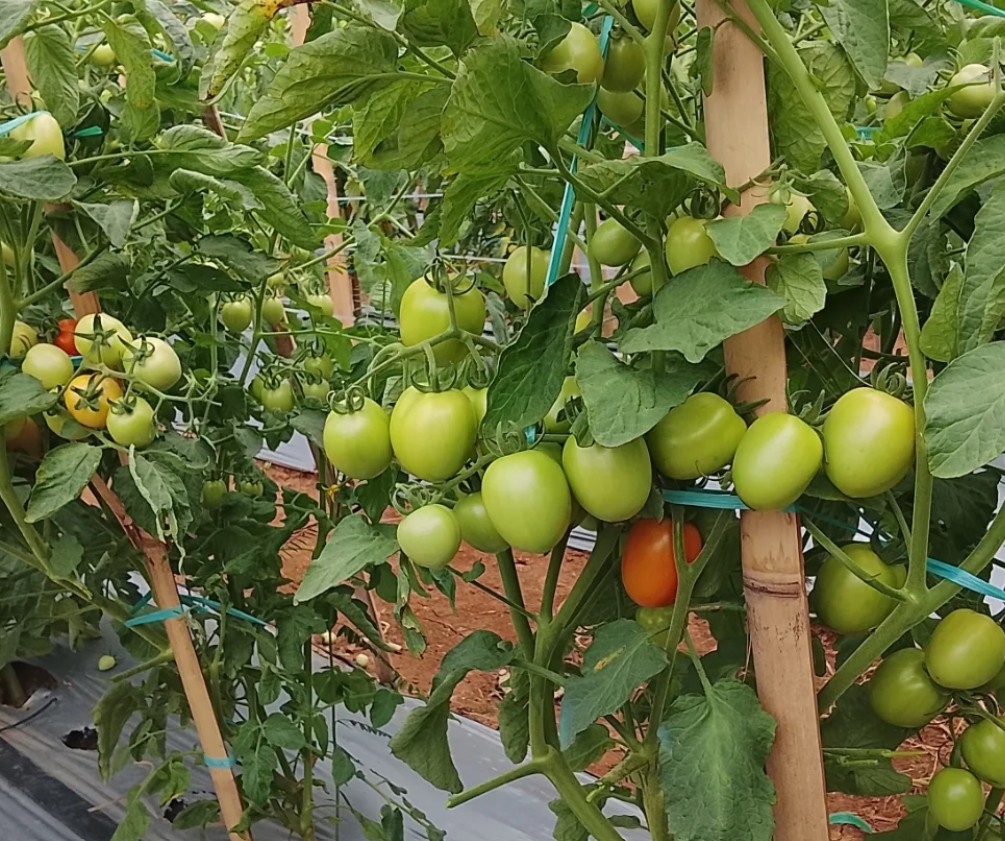 6. Tomat Dataran Rendah
