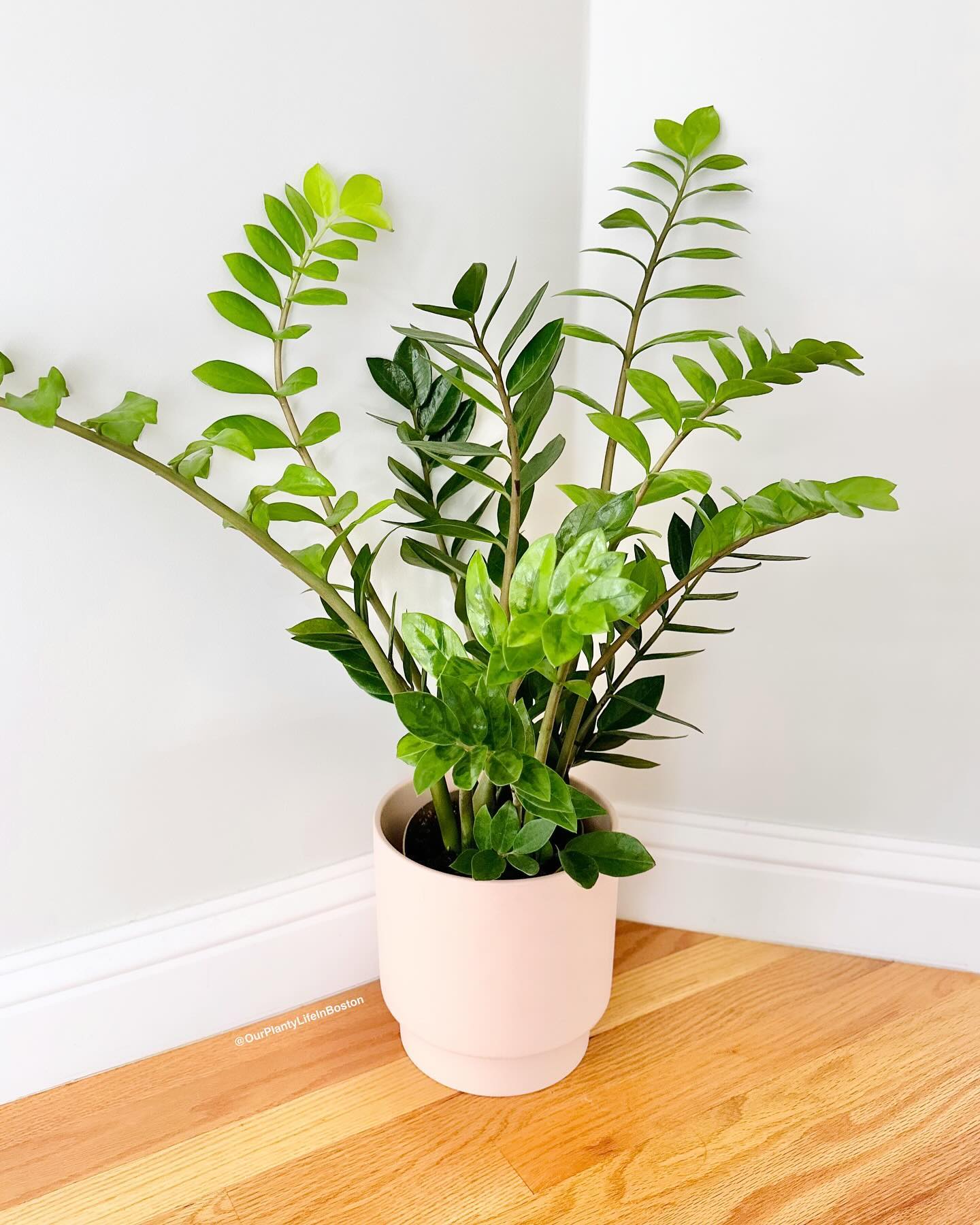 6. Zamioculcas Zamiifolia