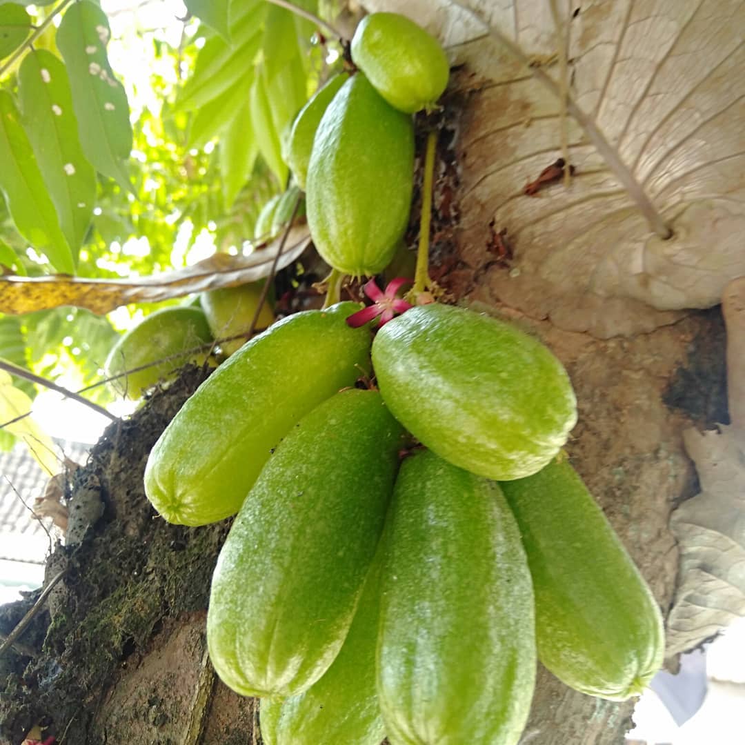 7. Belimbing Wuluh