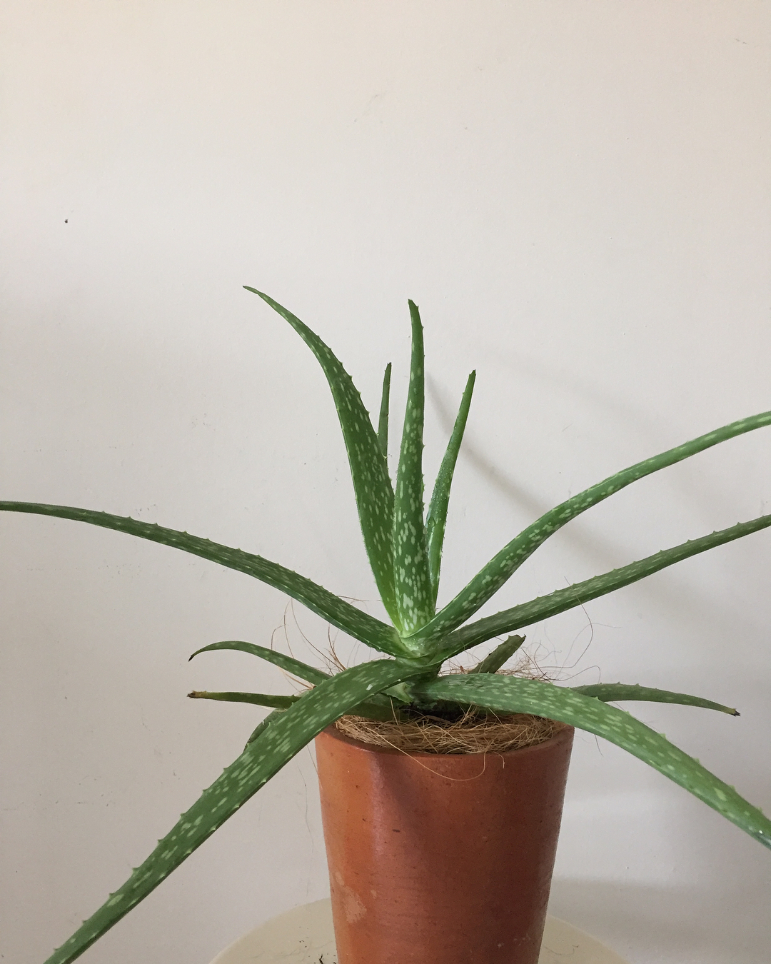 7. Lidah Buaya (Aloe vera)