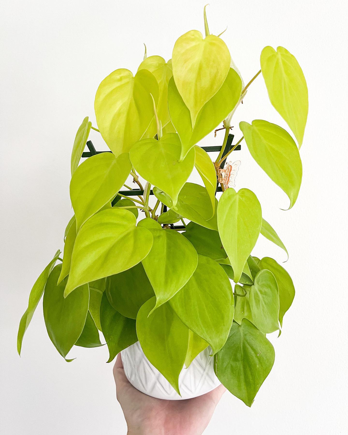7. Philodendron Lemon Lime