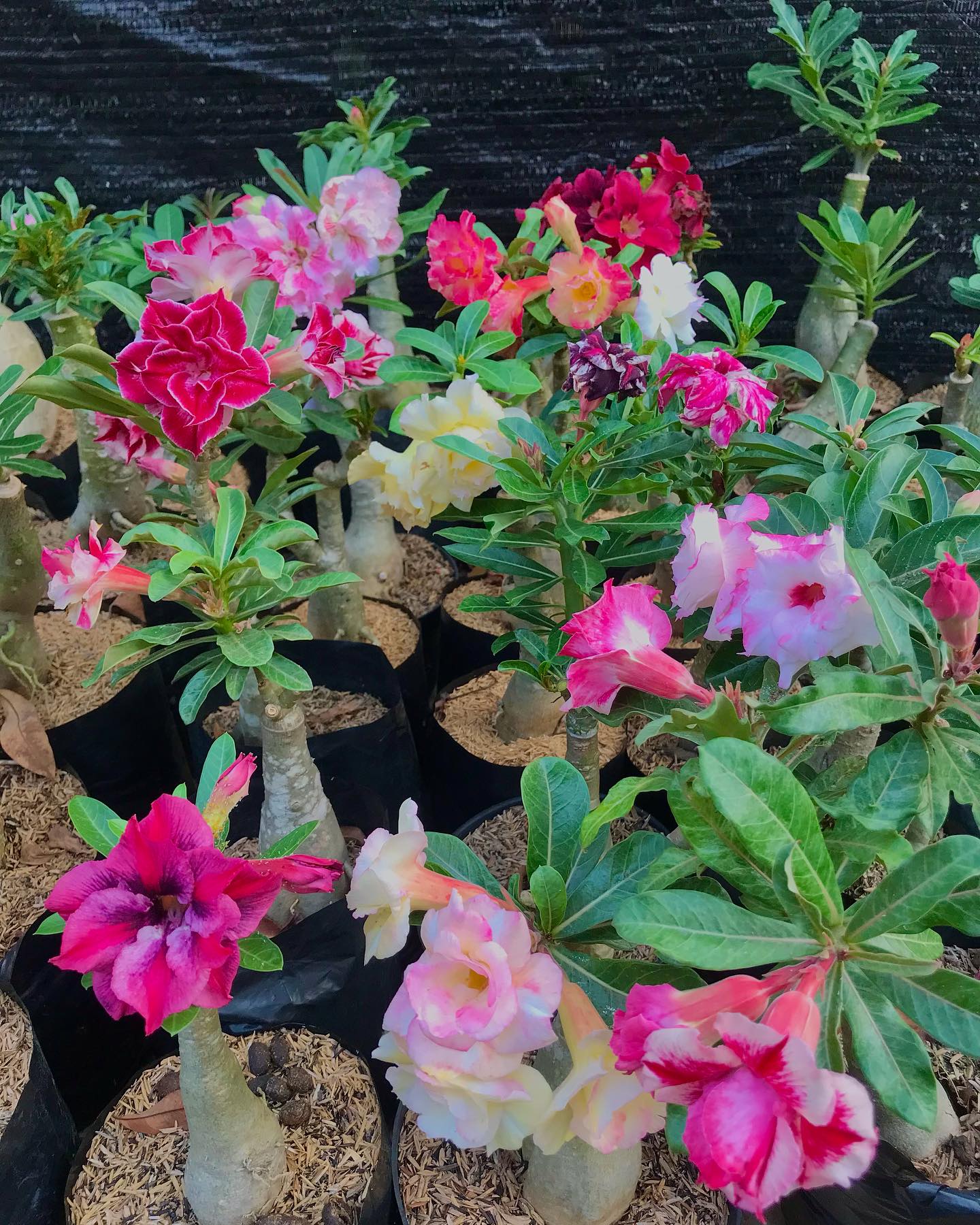 8. Adenium