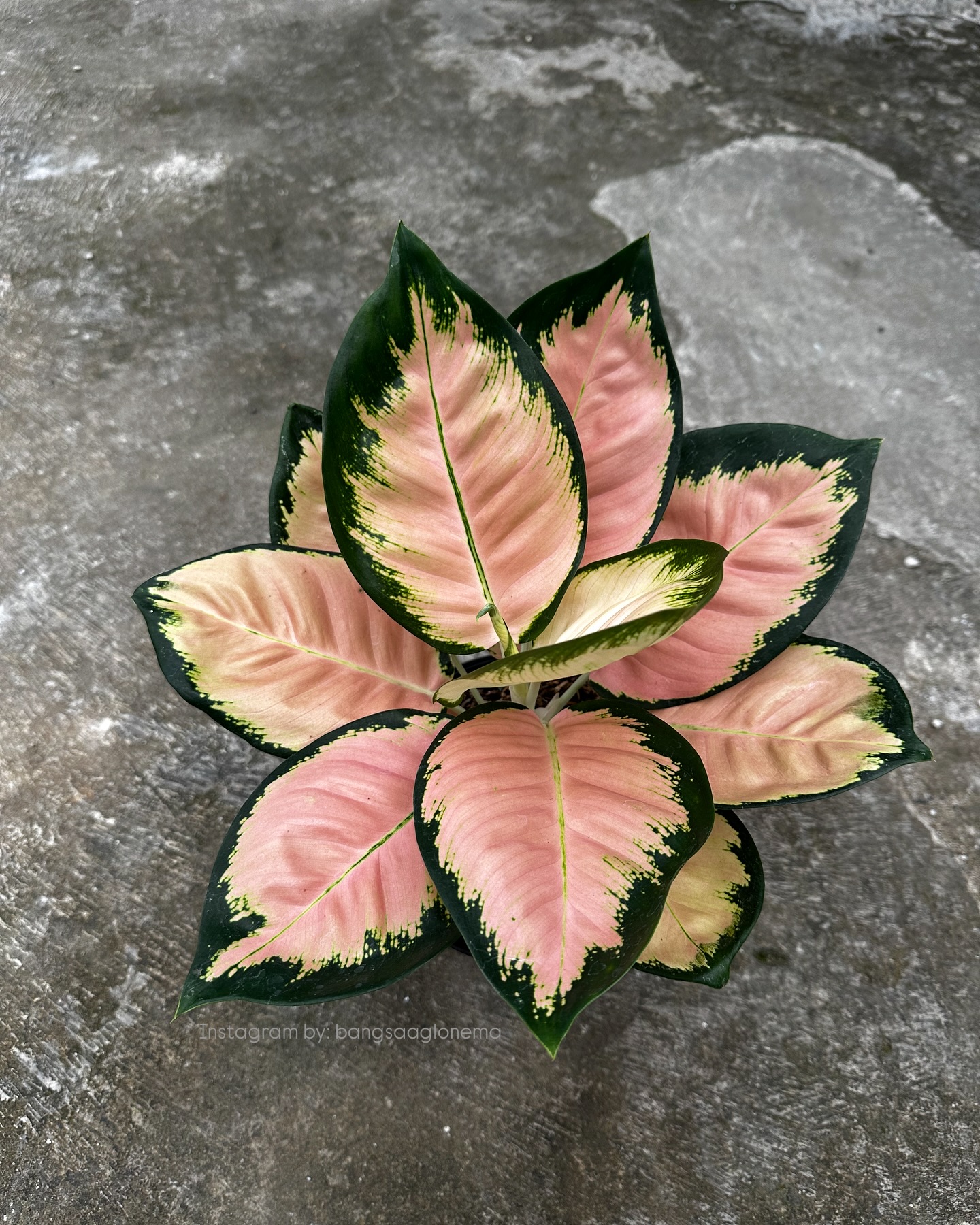 8. Aglaonema