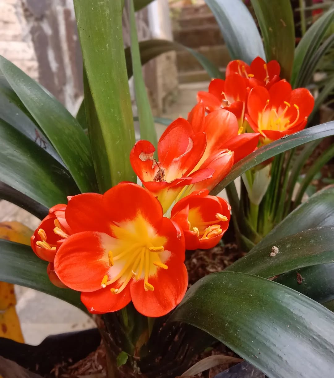 8. Clivia