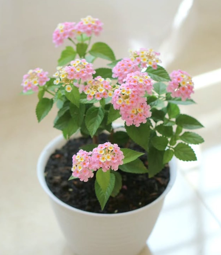 8. Lantana