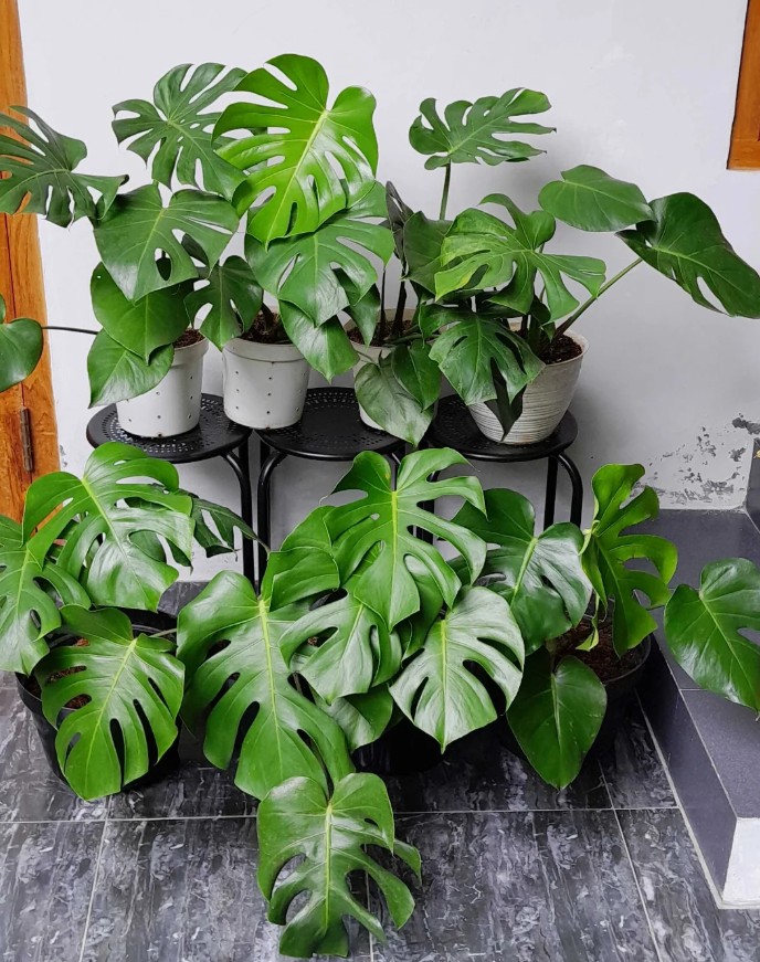 8. Monstera Deliciosa