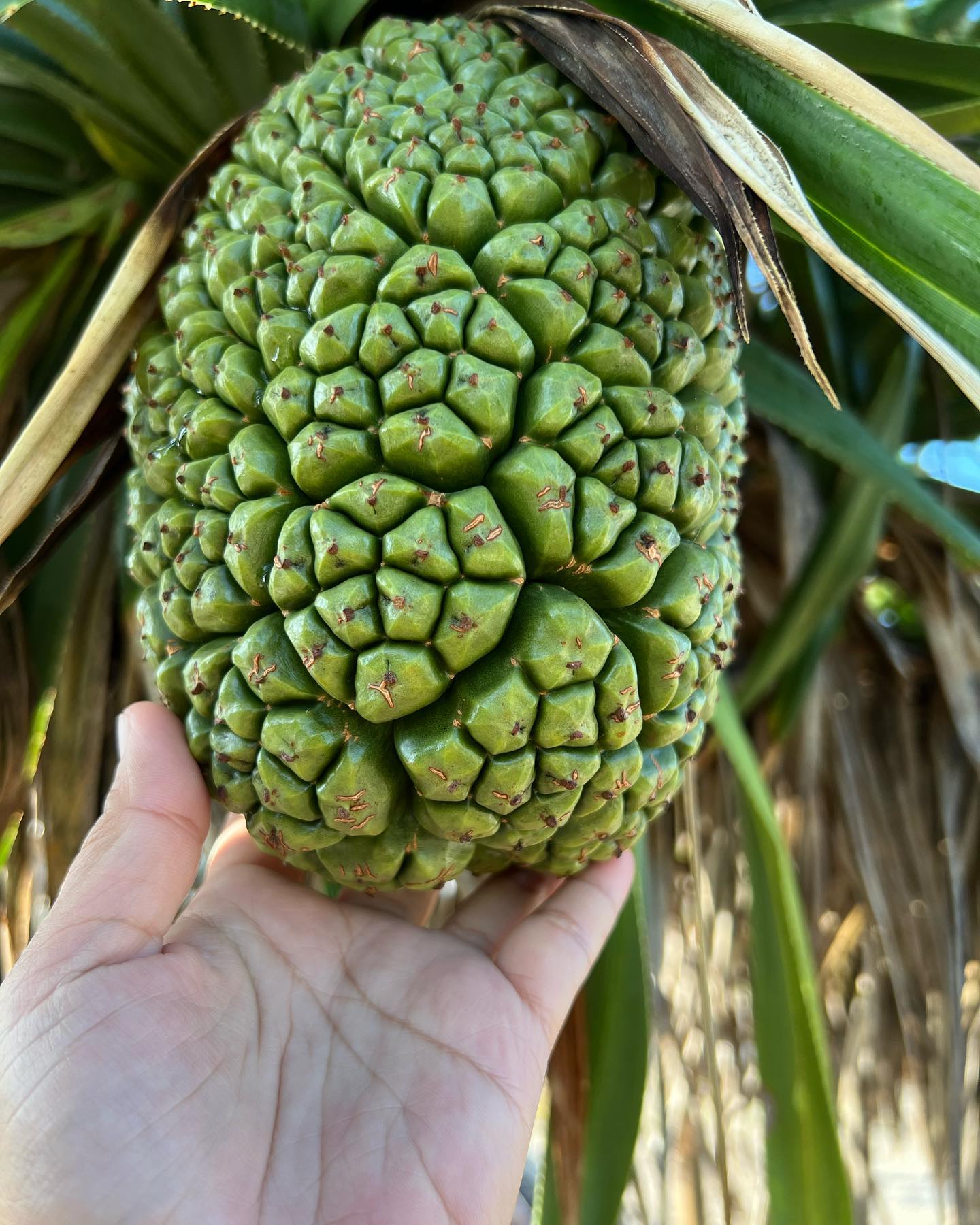8. Pandanus