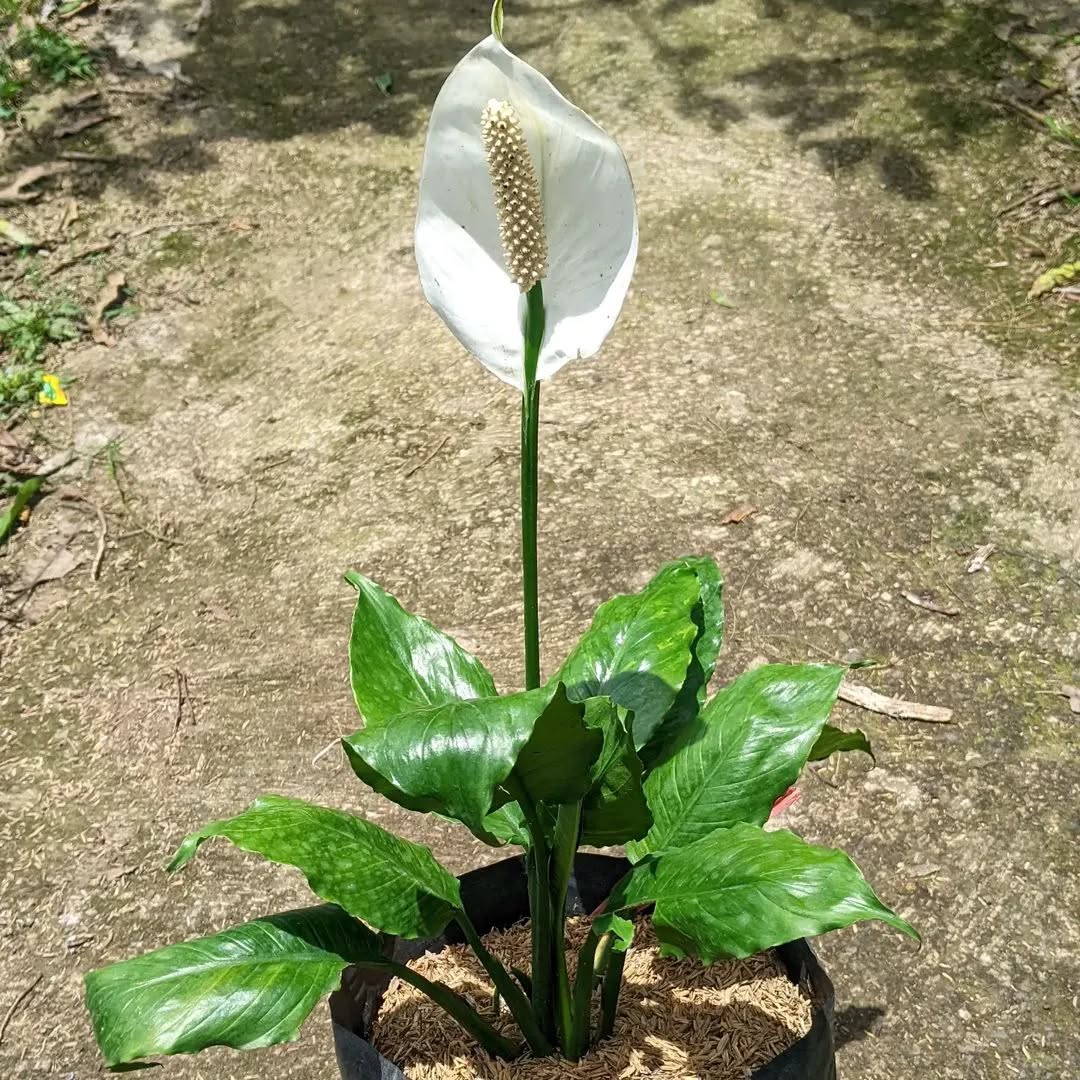 8. Peace Lily