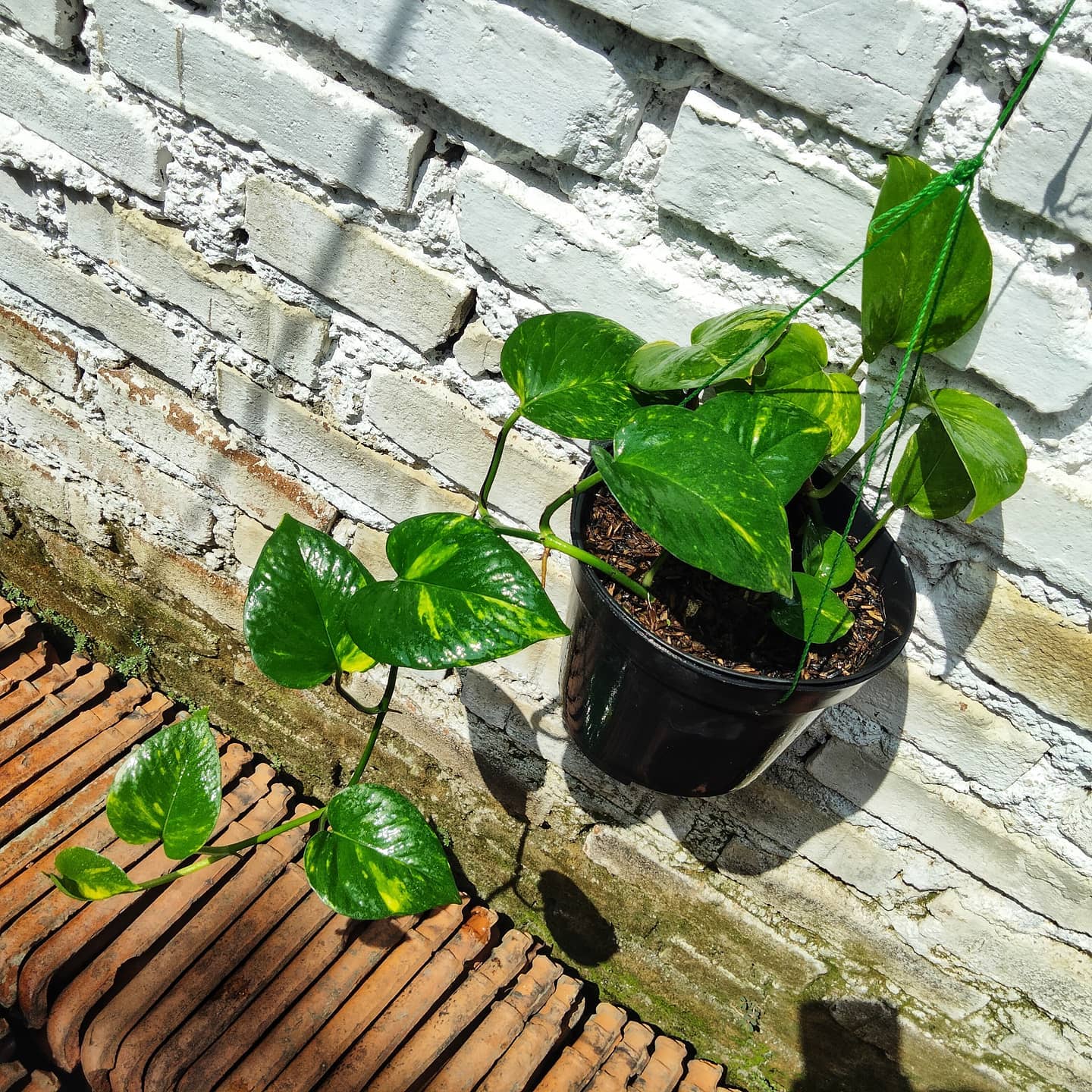 8. Pothos Emas (Golden Pothos)