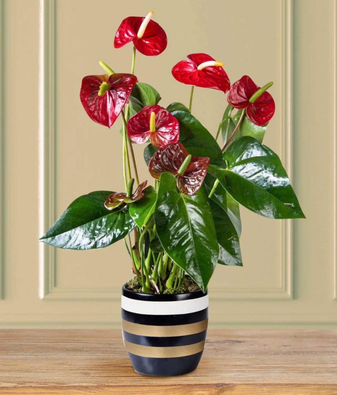 Anthurium