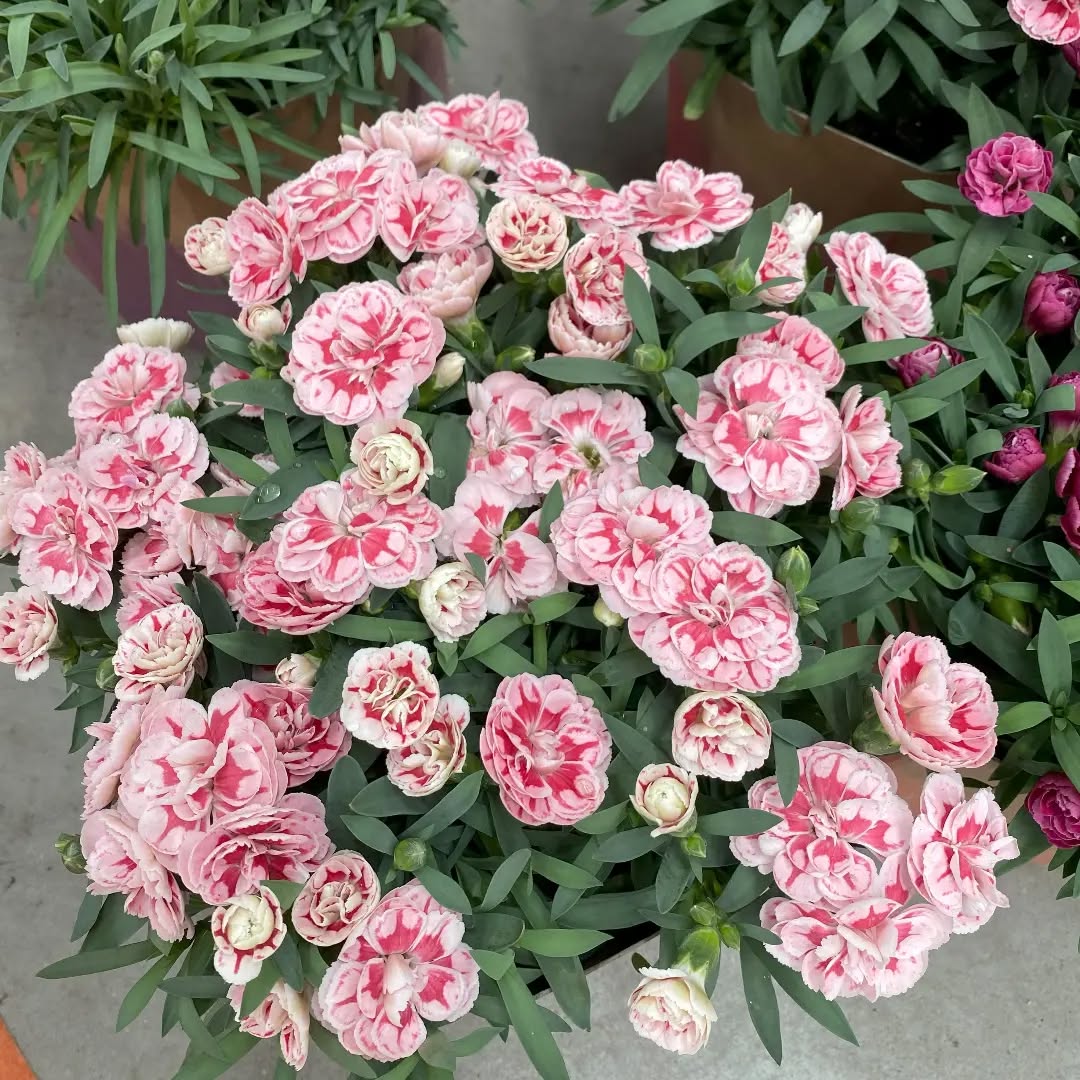 bunga yang melambangkan persahabatan abadi bunga yang melambangkan persahabatan abadi