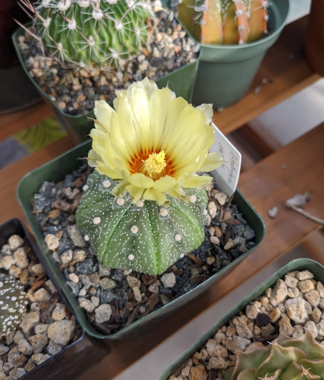 Astrophytum Asteria