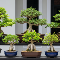 8 Jenis Tanaman Bonsai Lokal untuk Meningkatkan Estetika Rumah