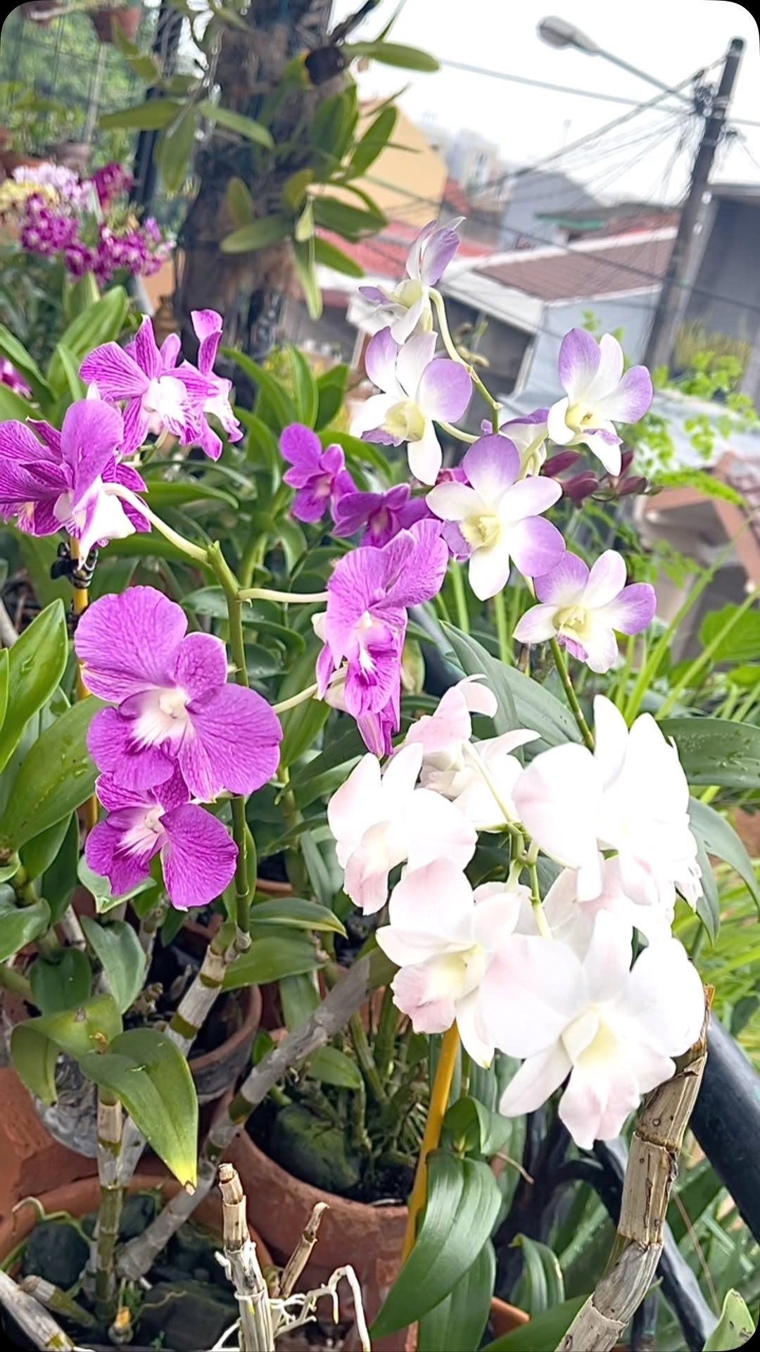 bunga yang cocok di teras rumah