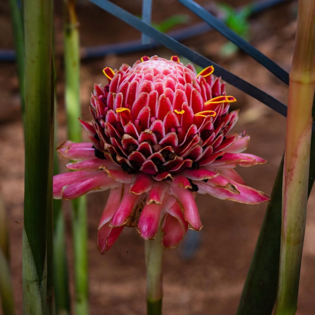 jenis bunga yang bisa dimakan