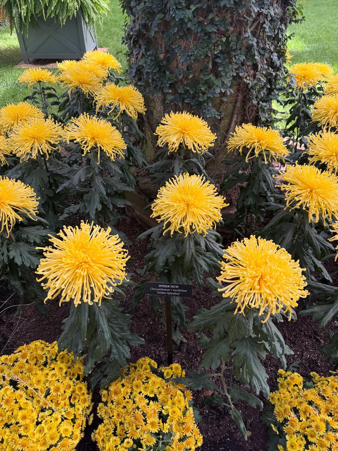 bunga yang bisa dimakan