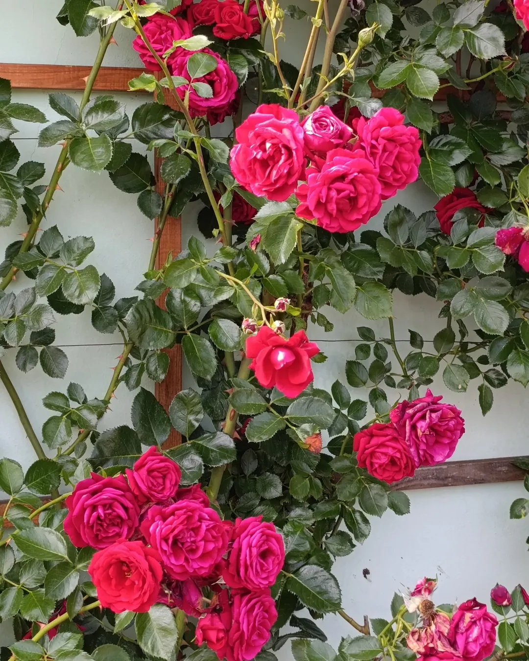 jenis bunga yang bisa dimakan