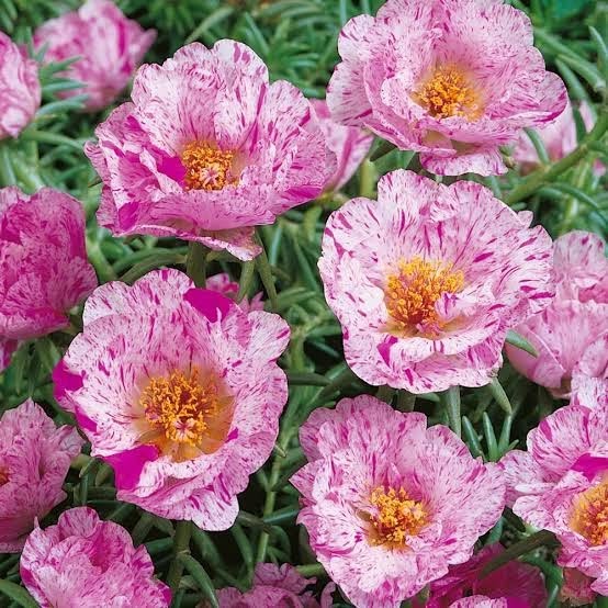 Bunga Portulaca