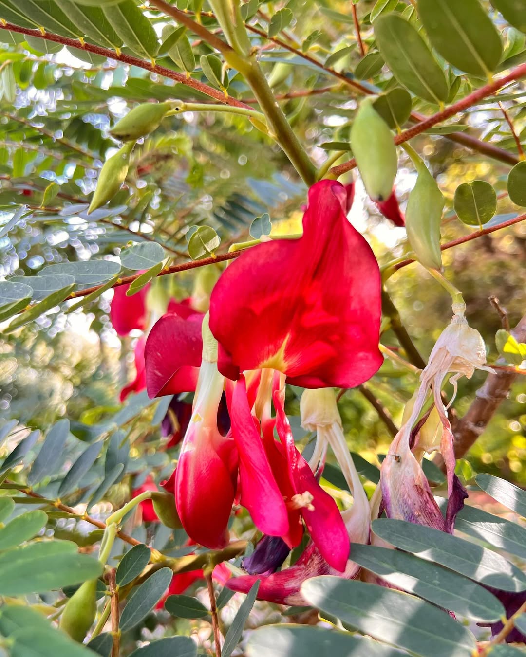 jenis bunga yang bisa dimakan