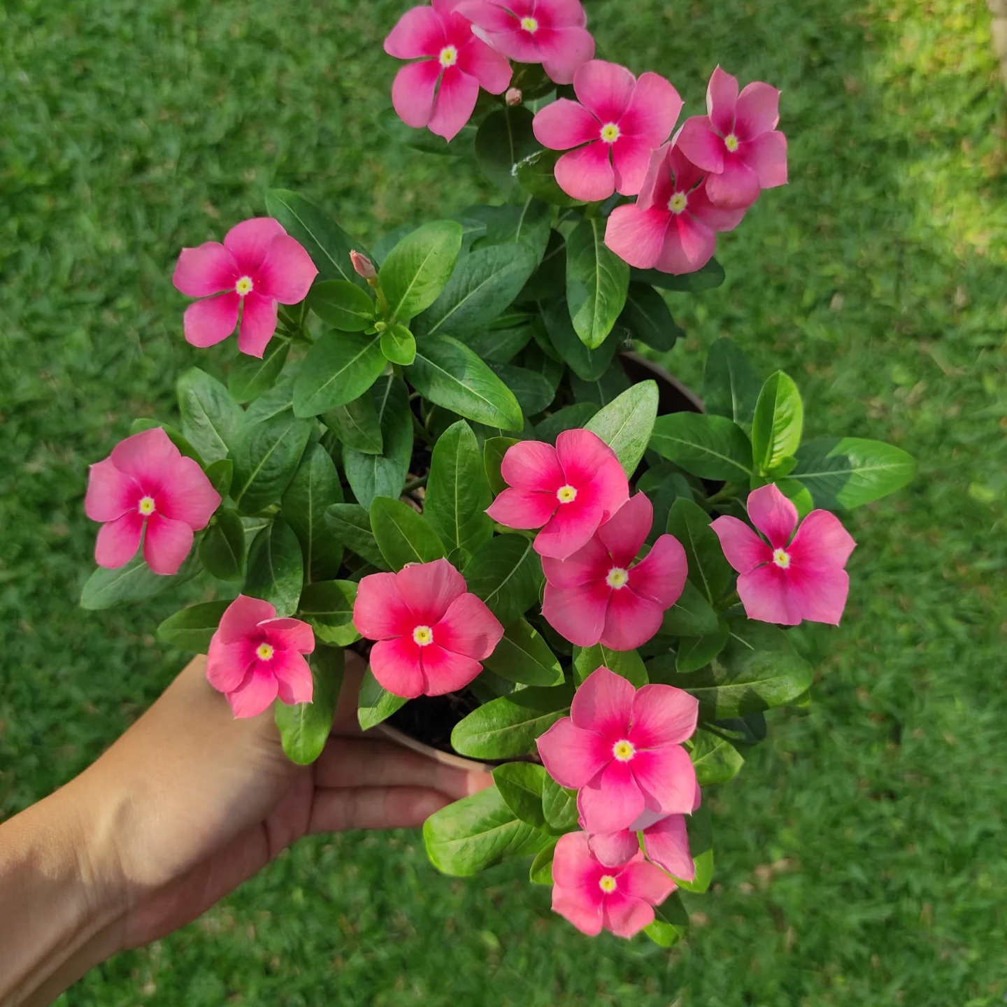 Bunga Vinca