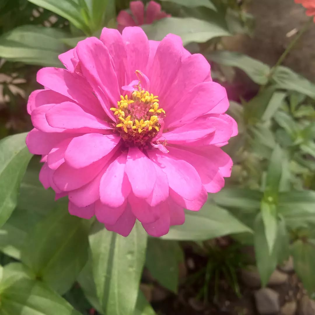 Bunga Zinnia