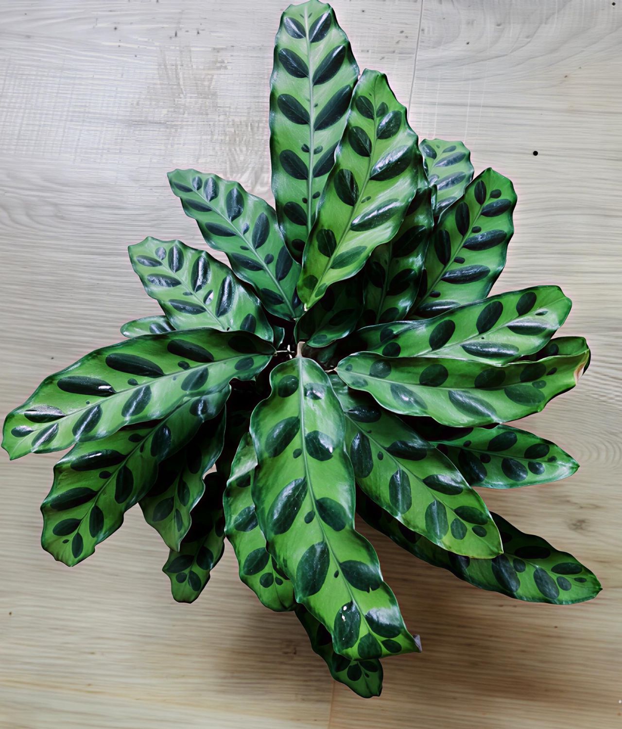 Calathea Lancifolia