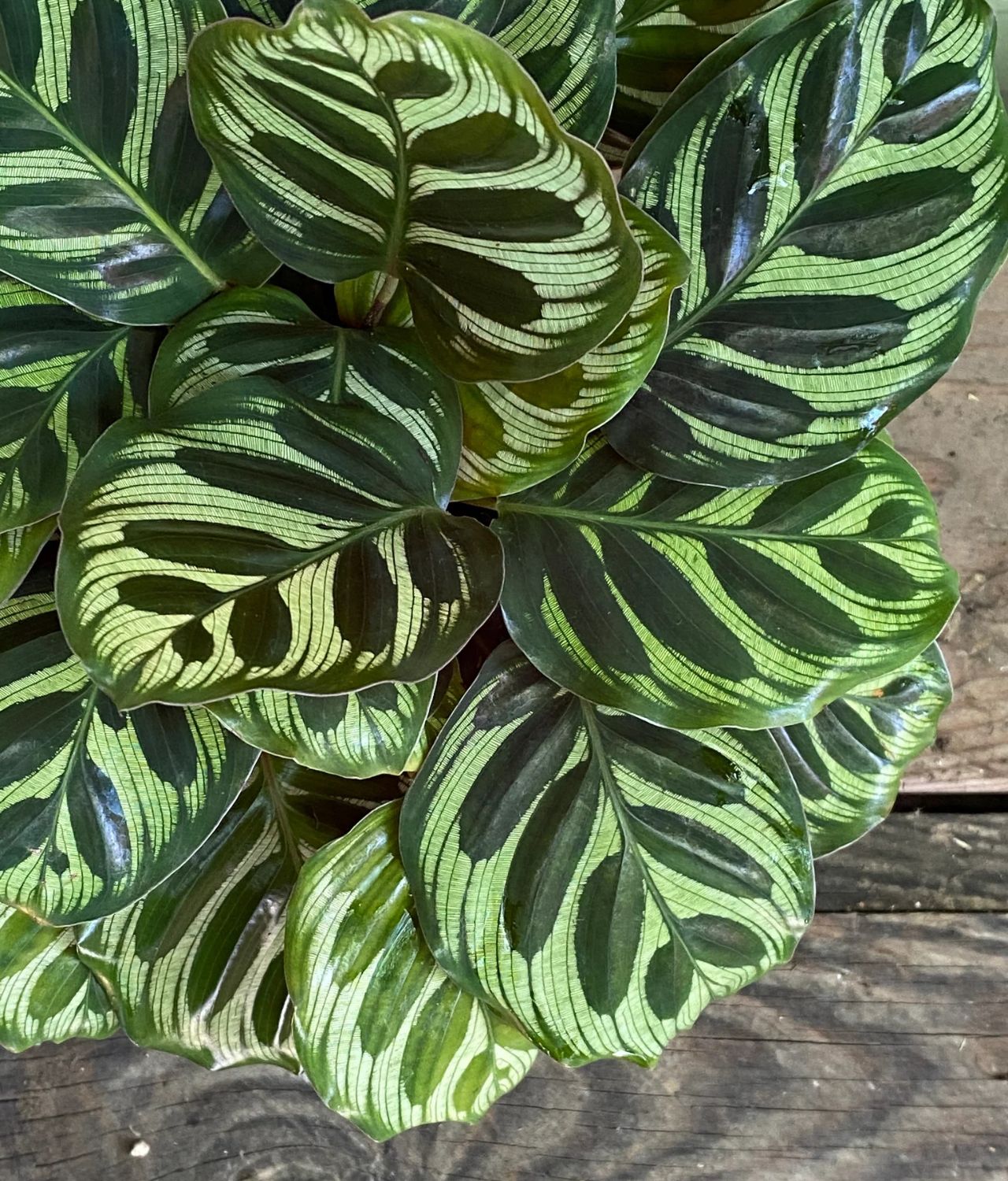 Calathea Makoyana