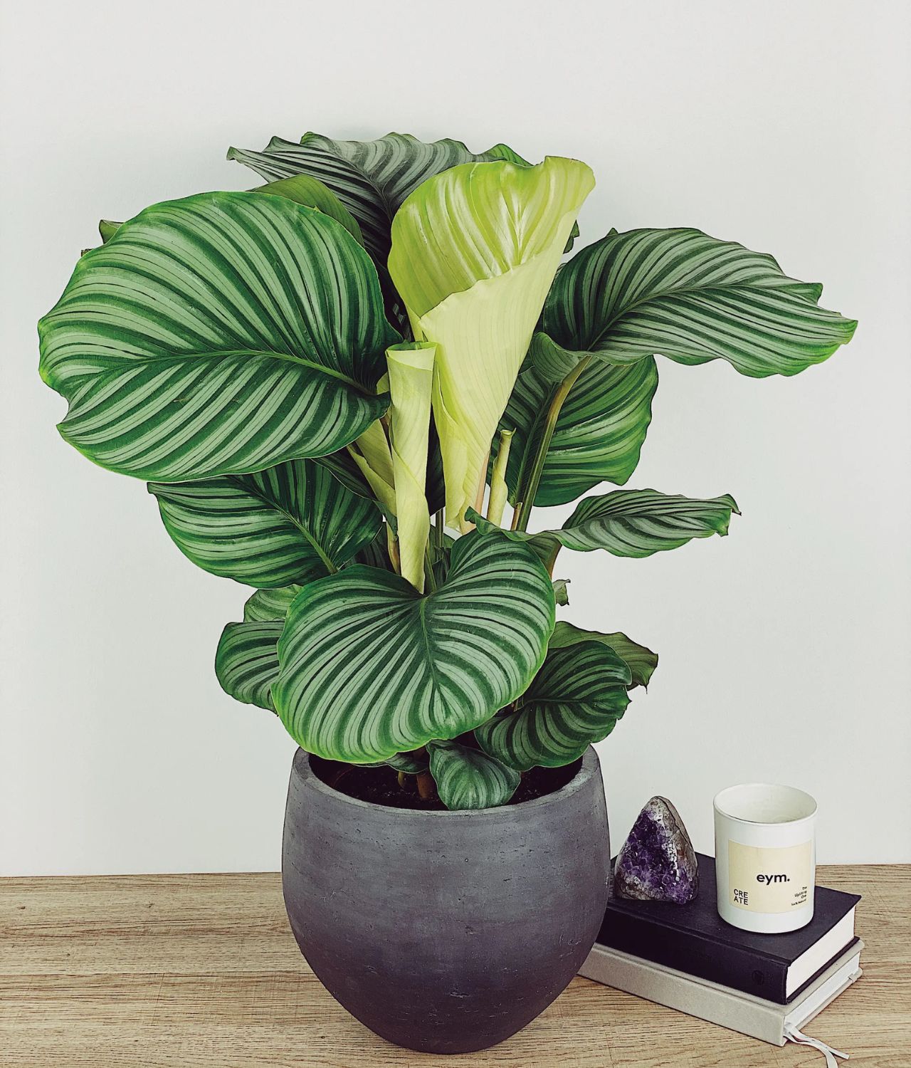 Calathea Orbifolia