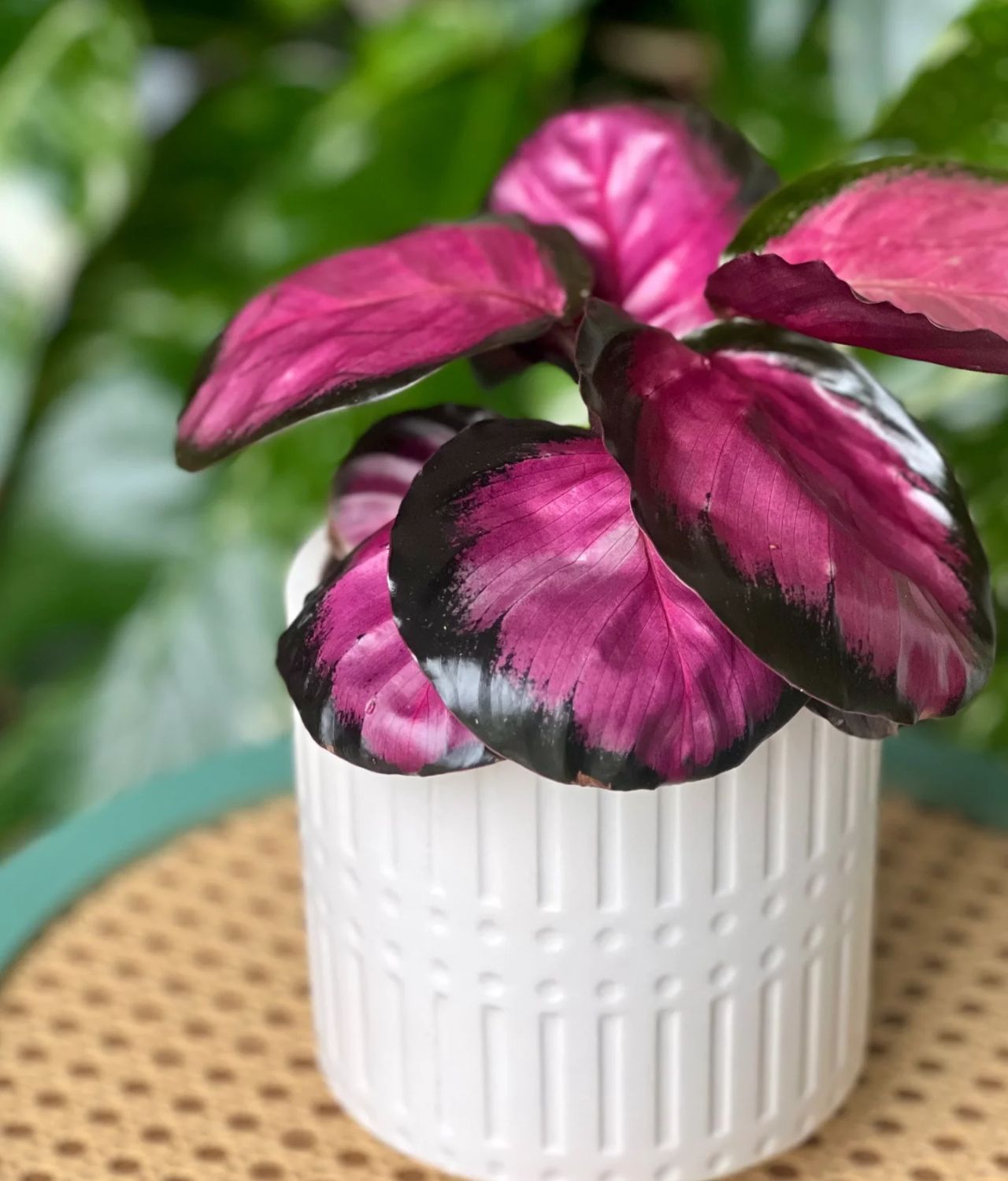 Calathea Roseopicta