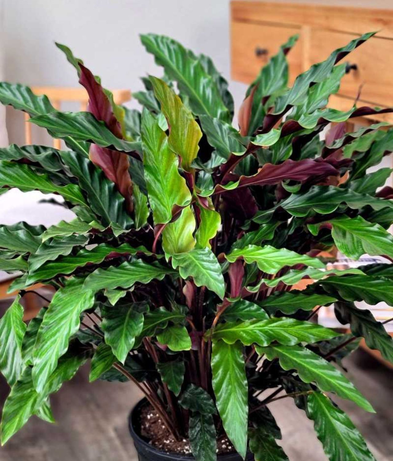 Calathea Rufibarba