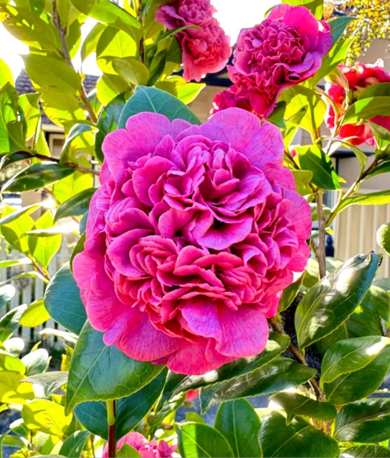 Camellia