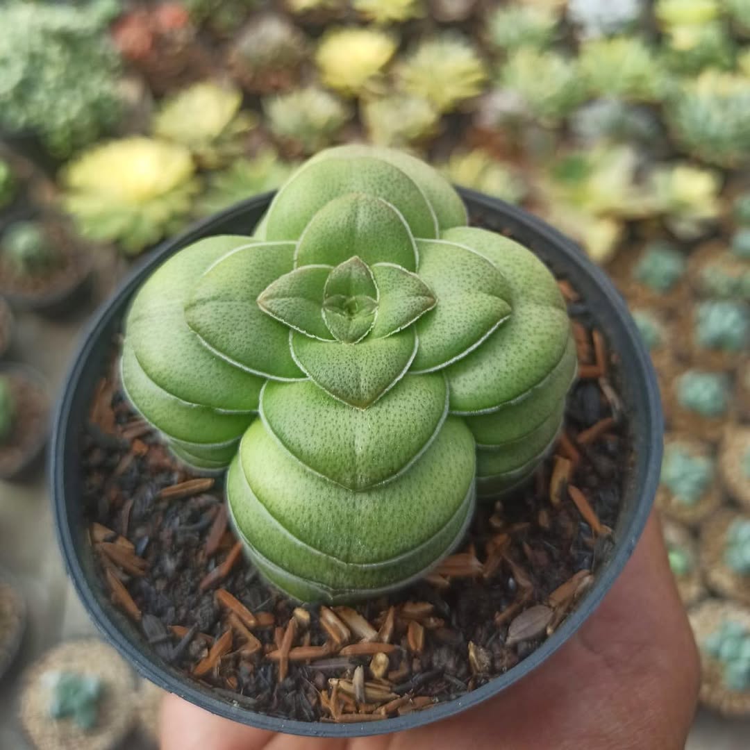 jenis-jenis sukulen dan gambarnya